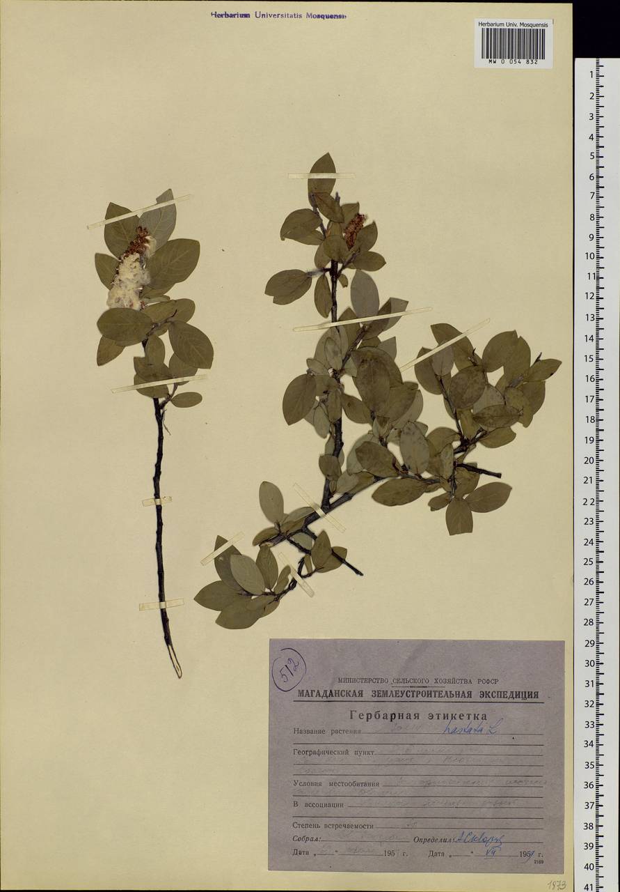 Salix hastata L., Siberia, Chukotka & Kamchatka (S7) (Russia)