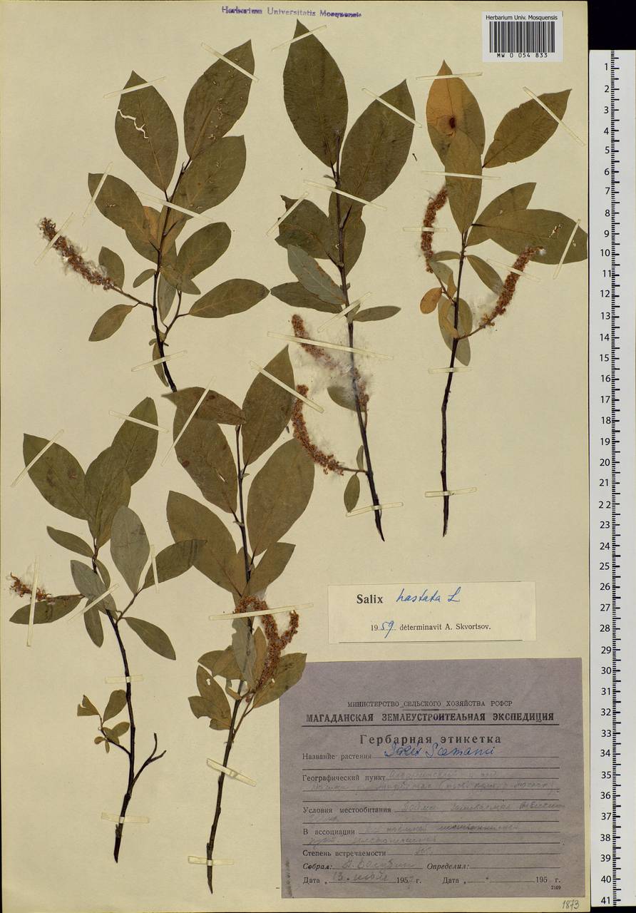 Salix hastata L., Siberia, Chukotka & Kamchatka (S7) (Russia)