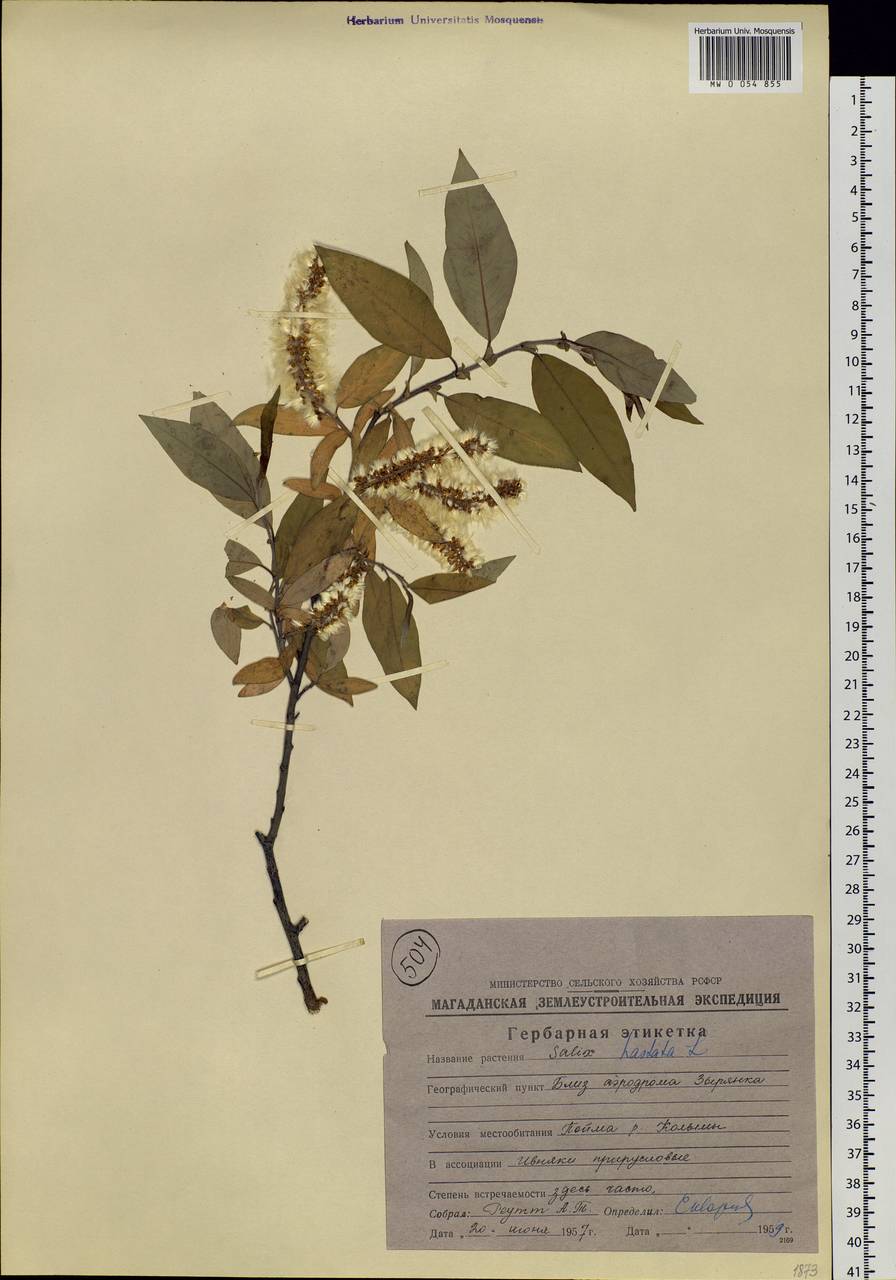 Salix hastata L., Siberia, Yakutia (S5) (Russia)