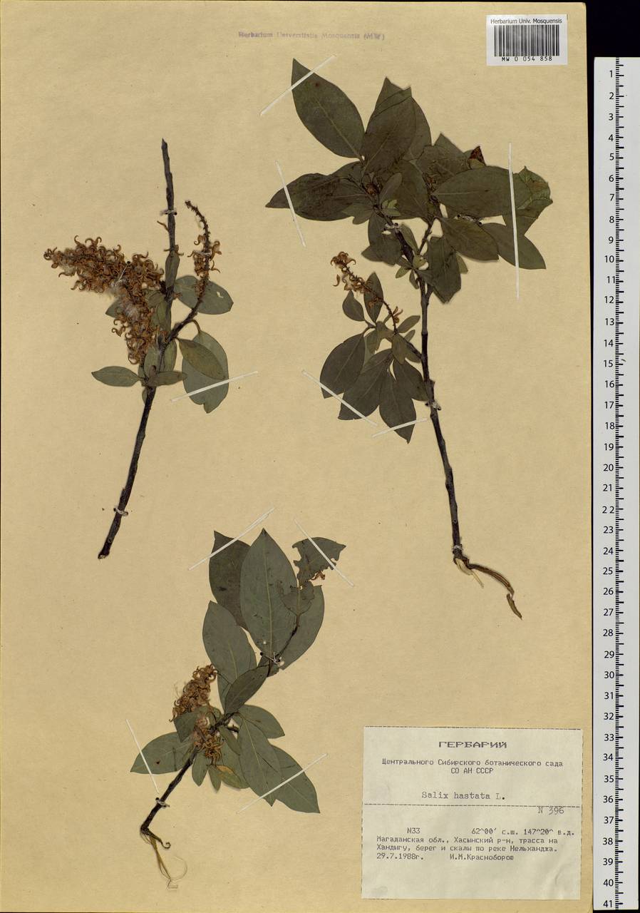 Salix hastata L., Siberia, Chukotka & Kamchatka (S7) (Russia)