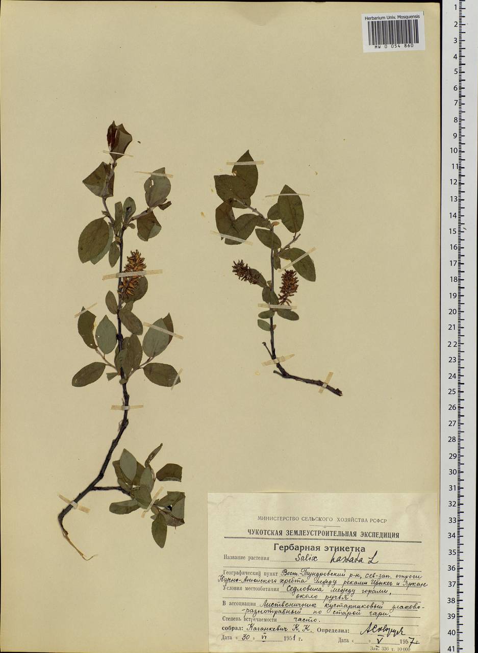 Salix hastata L., Siberia, Chukotka & Kamchatka (S7) (Russia)