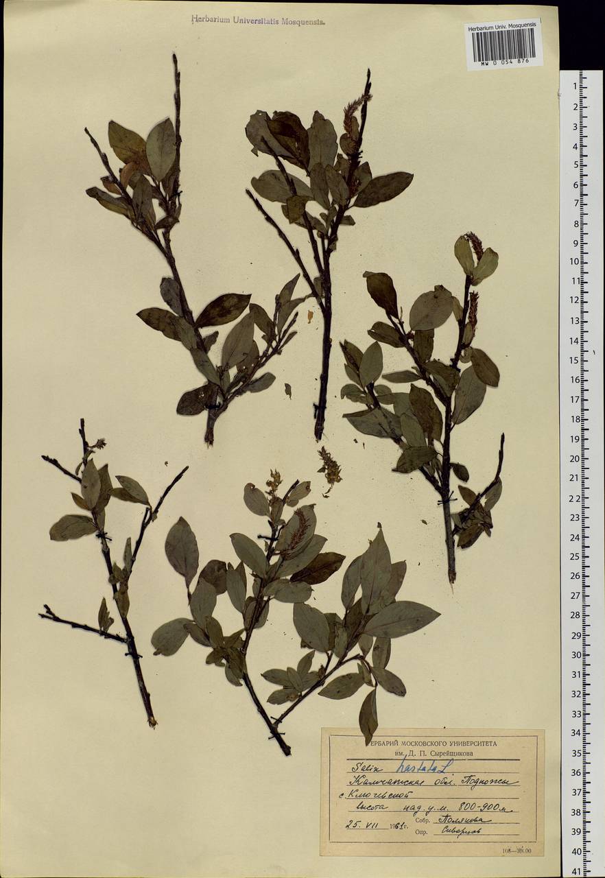 Salix hastata L., Siberia, Chukotka & Kamchatka (S7) (Russia)
