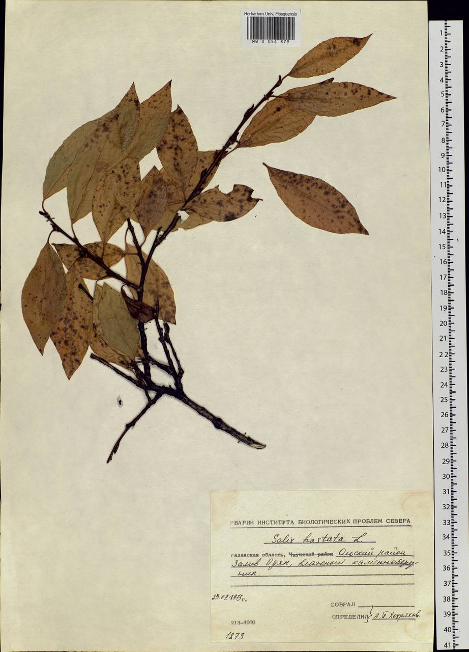 Salix hastata L., Siberia, Chukotka & Kamchatka (S7) (Russia)