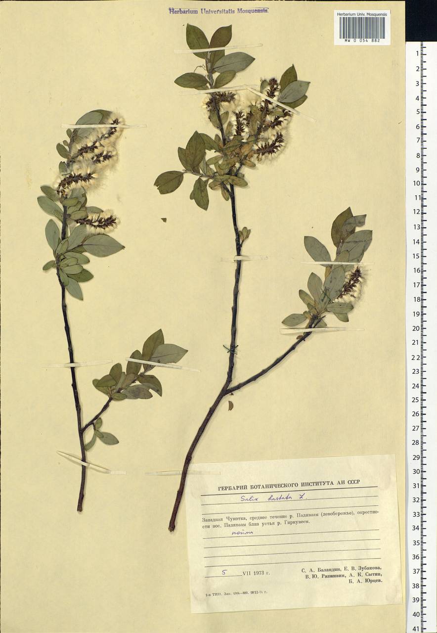 Salix hastata L., Siberia, Chukotka & Kamchatka (S7) (Russia)