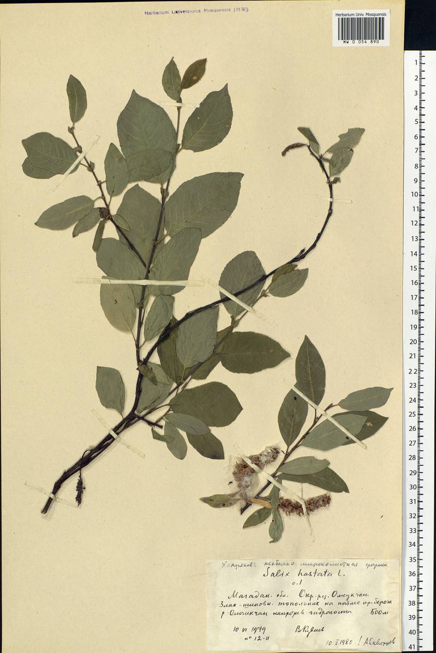 Salix hastata L., Siberia, Chukotka & Kamchatka (S7) (Russia)