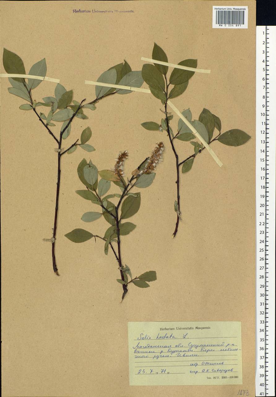 Salix hastata L., Siberia, Chukotka & Kamchatka (S7) (Russia)