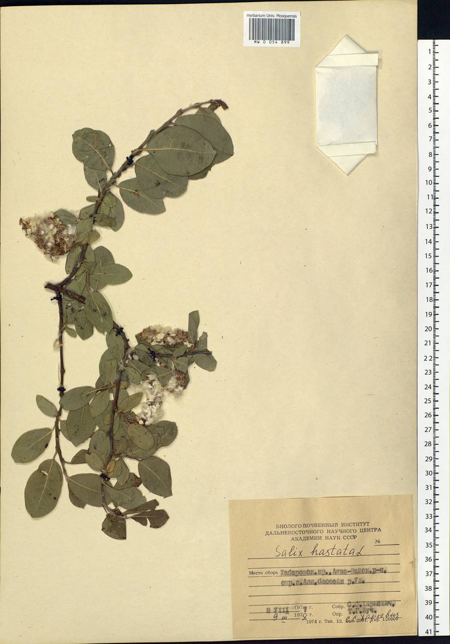 Salix hastata L., Siberia, Russian Far East (S6) (Russia)