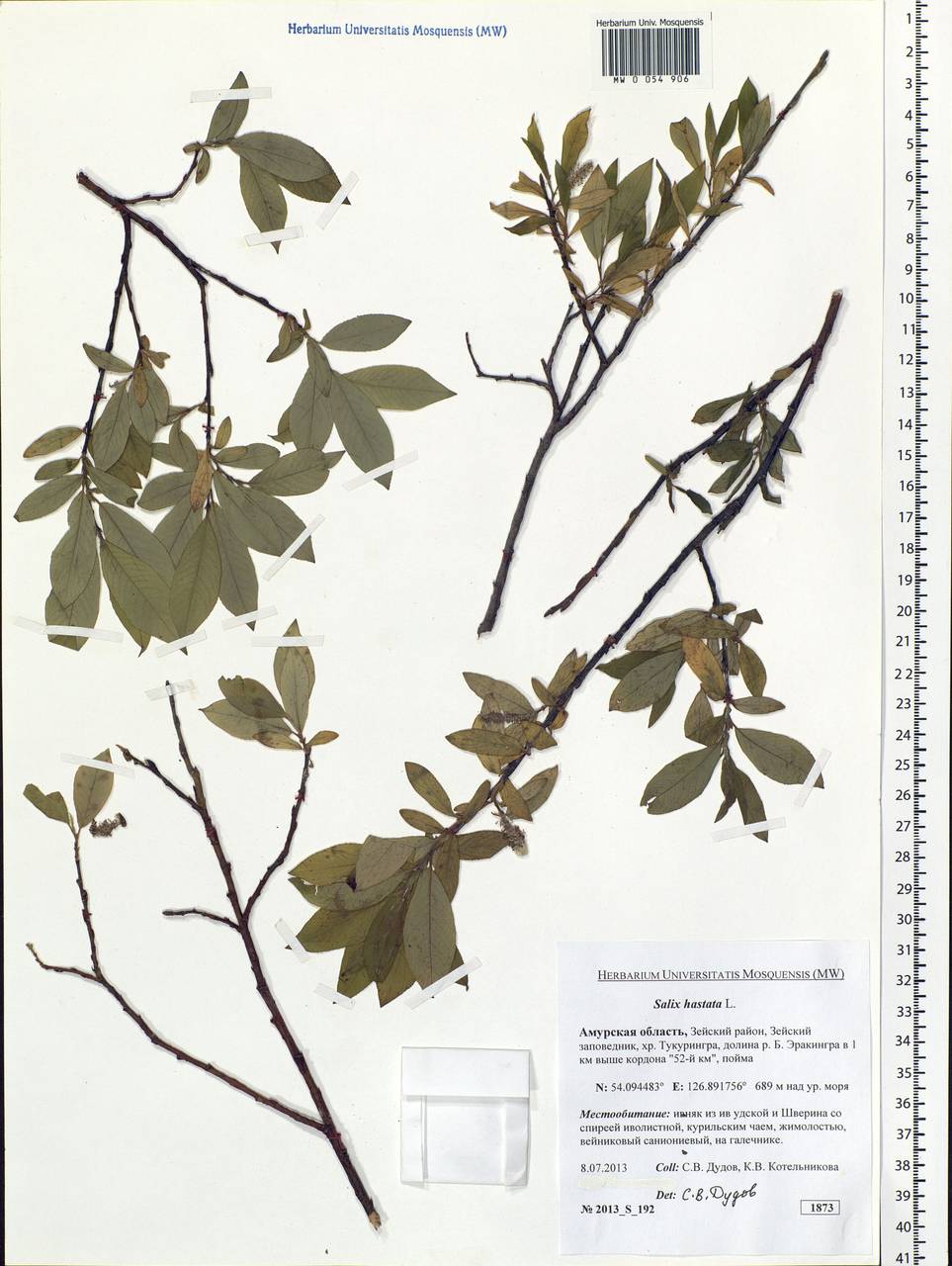 Salix hastata L., Siberia, Russian Far East (S6) (Russia)
