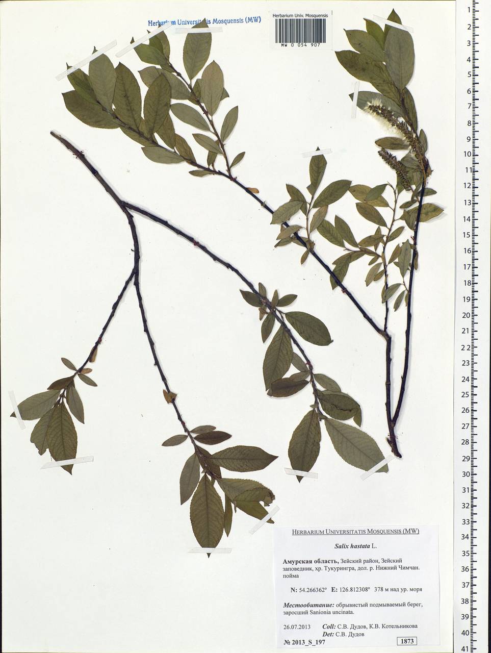 Salix hastata L., Siberia, Russian Far East (S6) (Russia)