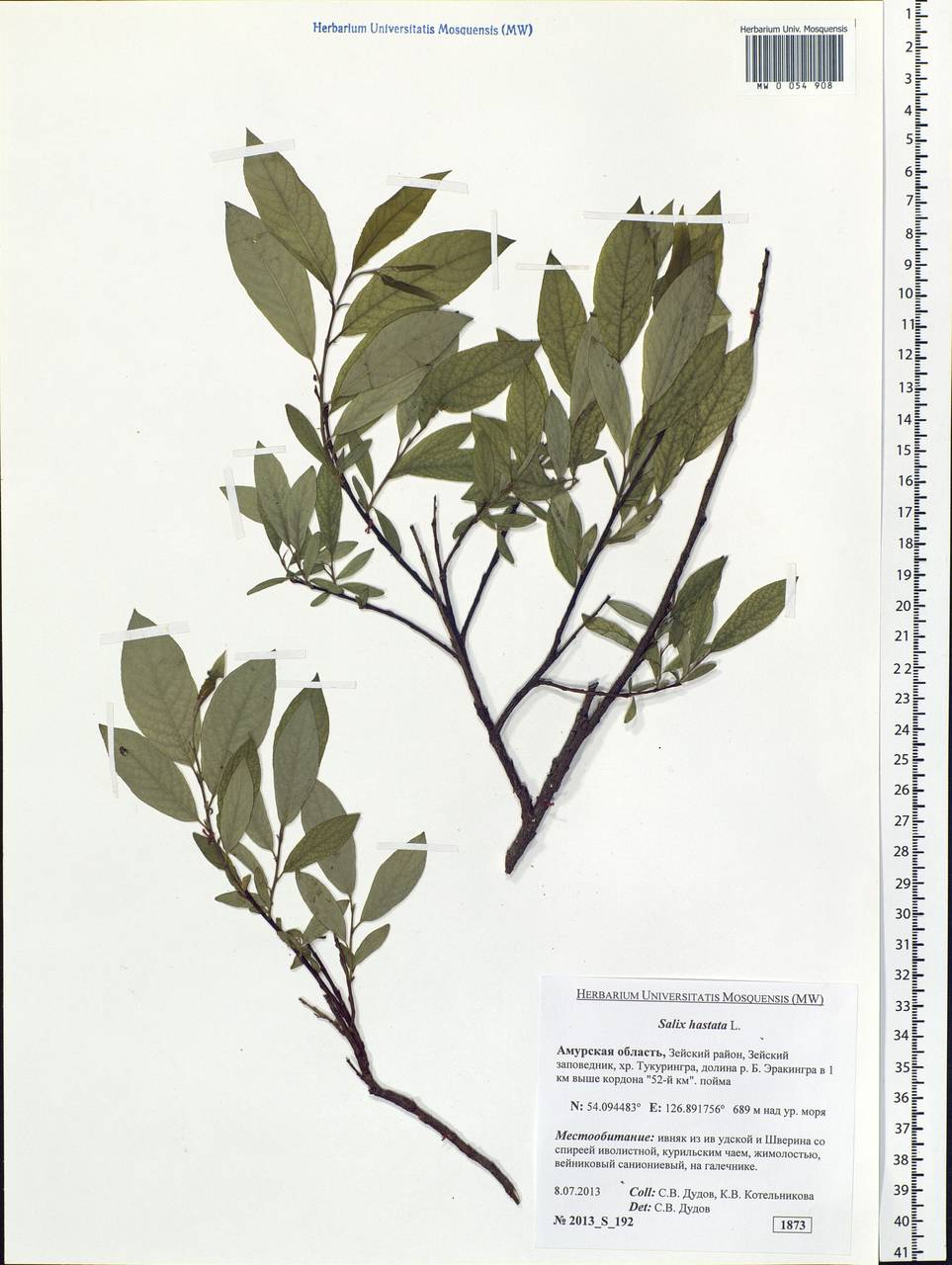 Salix hastata L., Siberia, Russian Far East (S6) (Russia)