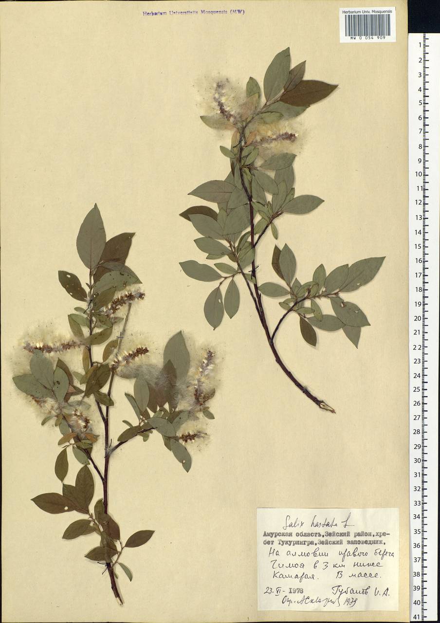 Salix hastata L., Siberia, Russian Far East (S6) (Russia)