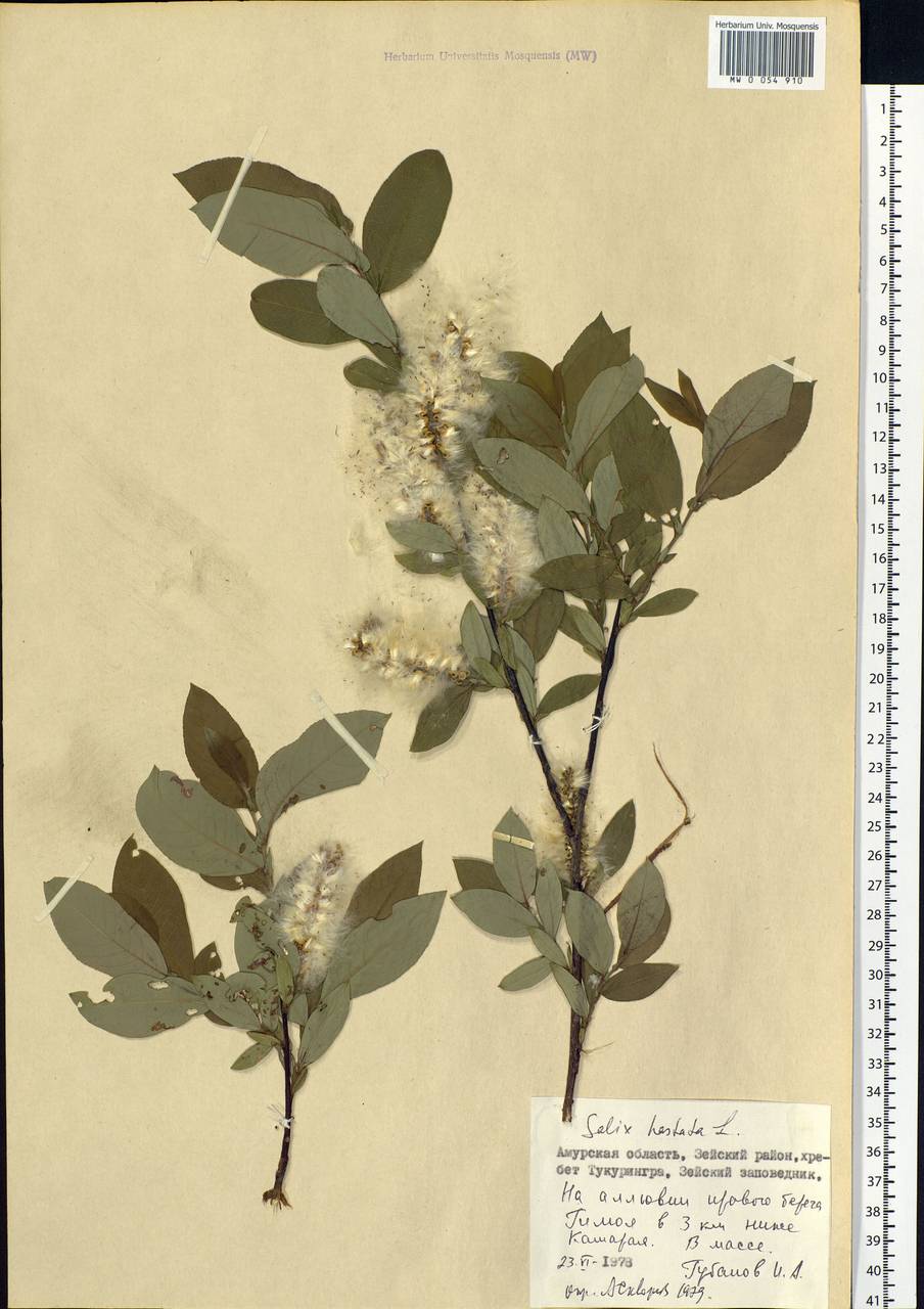 Salix hastata L., Siberia, Russian Far East (S6) (Russia)