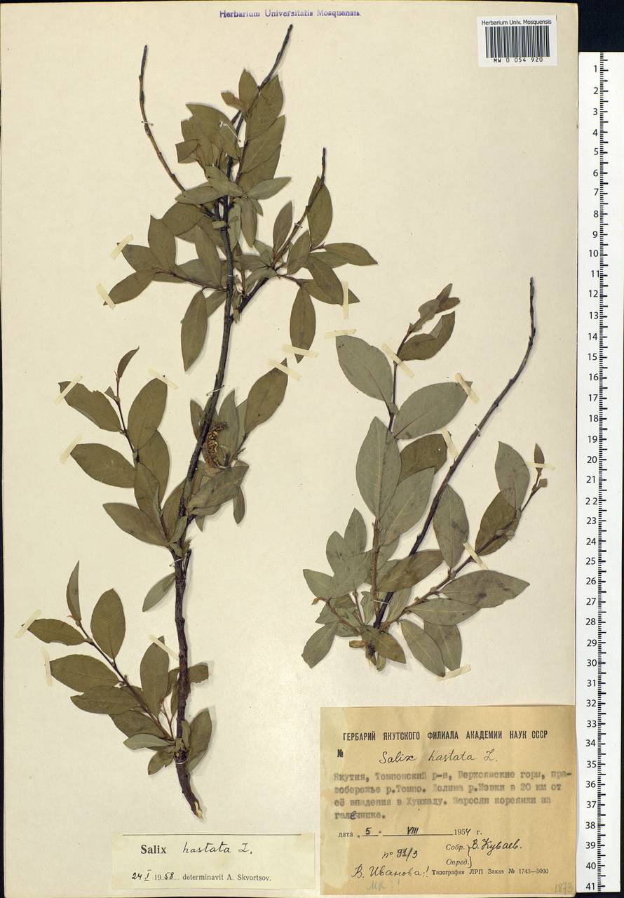 Salix hastata L., Siberia, Yakutia (S5) (Russia)