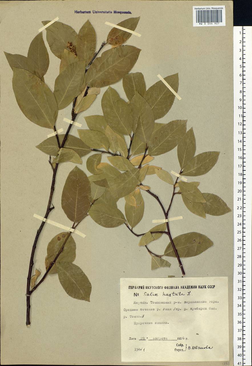 Salix hastata L., Siberia, Yakutia (S5) (Russia)