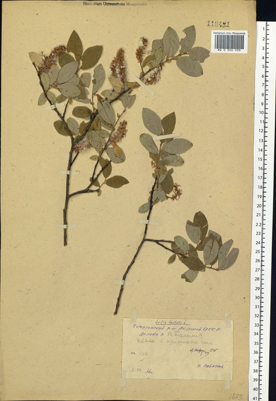 Salix hastata L., Siberia, Yakutia (S5) (Russia)