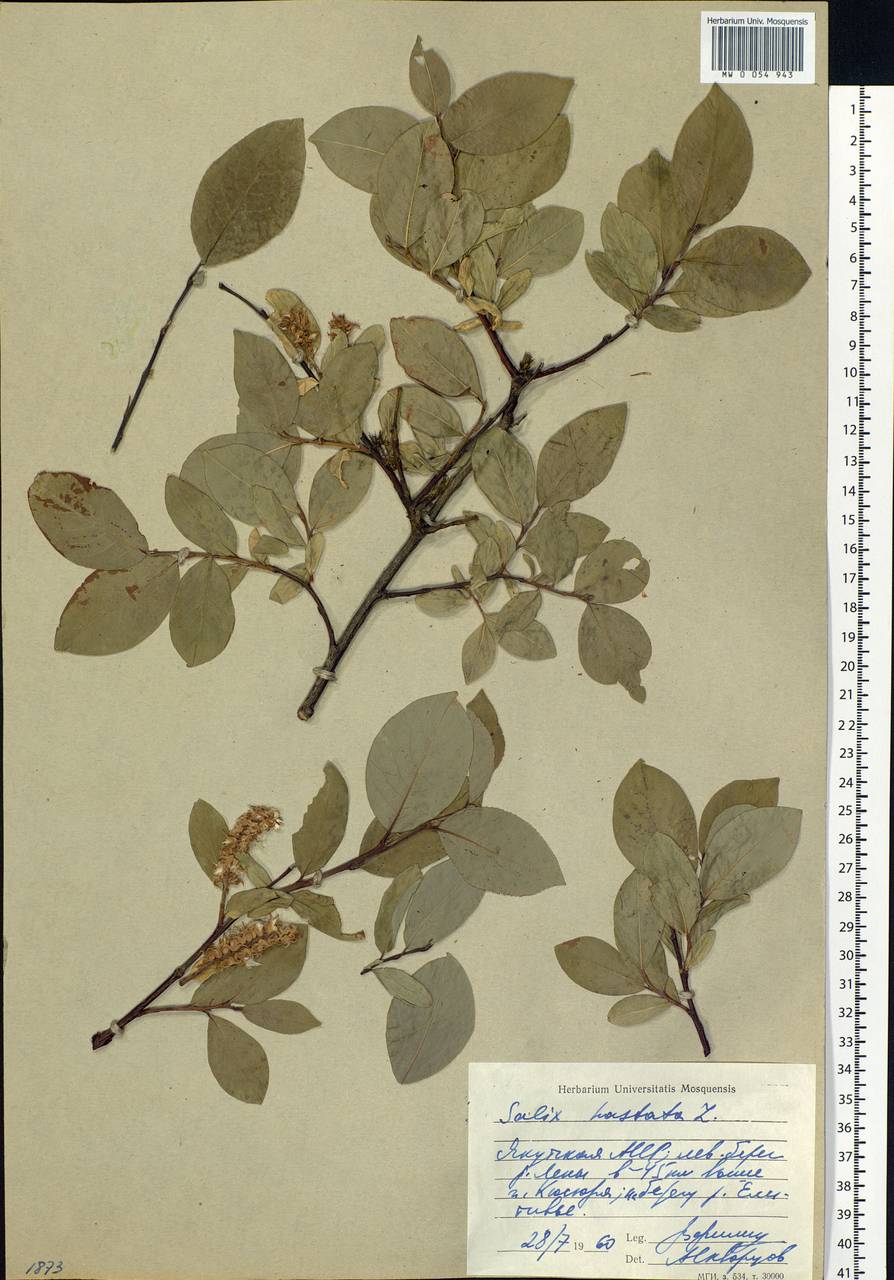 Salix hastata L., Siberia, Yakutia (S5) (Russia)