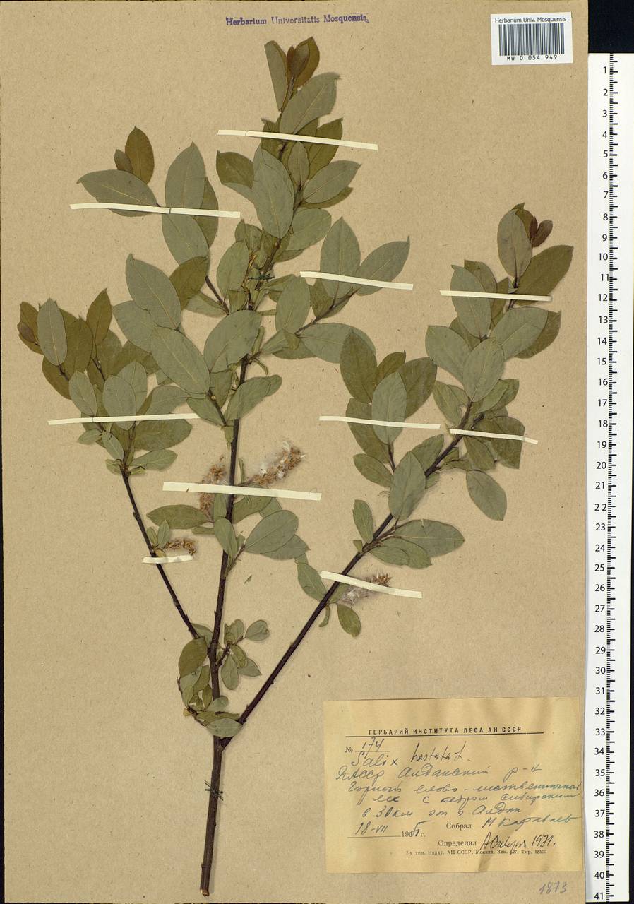Salix hastata L., Siberia, Yakutia (S5) (Russia)