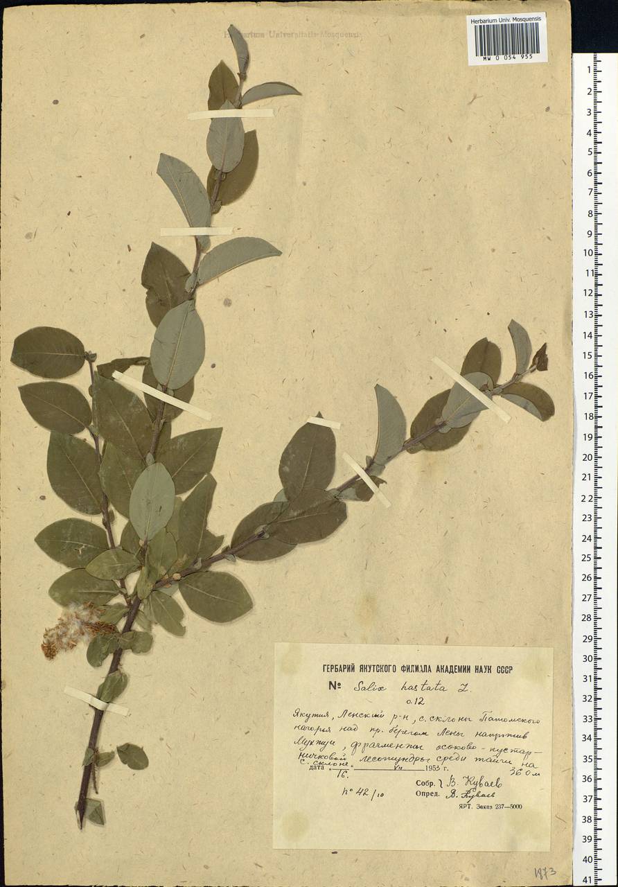 Salix hastata L., Siberia, Yakutia (S5) (Russia)