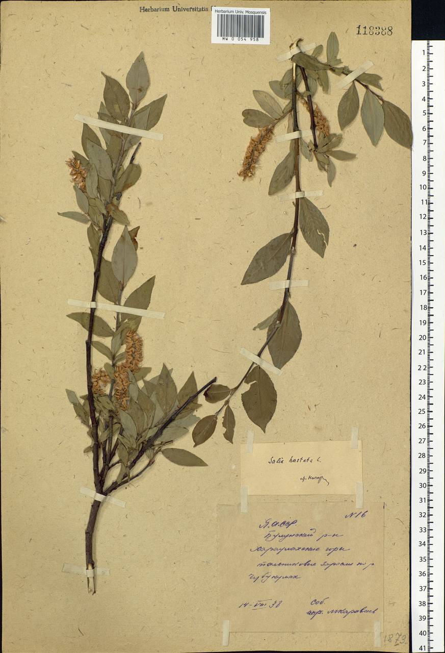 Salix hastata L., Siberia, Yakutia (S5) (Russia)