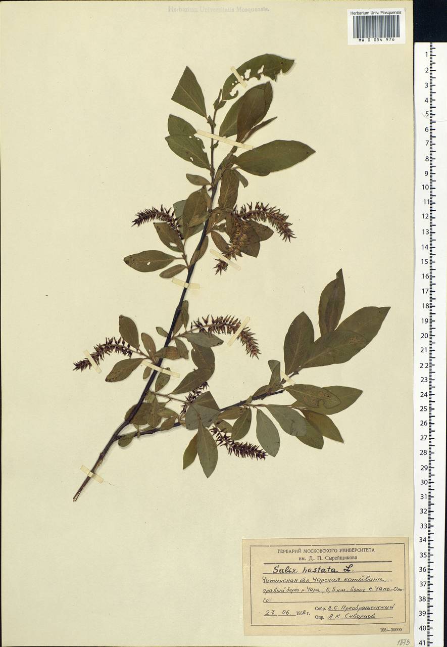 Salix hastata L., Siberia, Baikal & Transbaikal region (S4) (Russia)