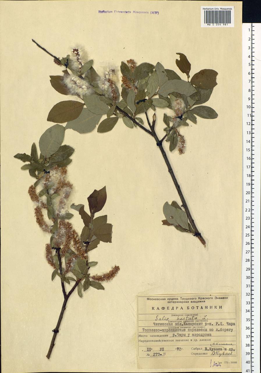 Salix hastata L., Siberia, Baikal & Transbaikal region (S4) (Russia)