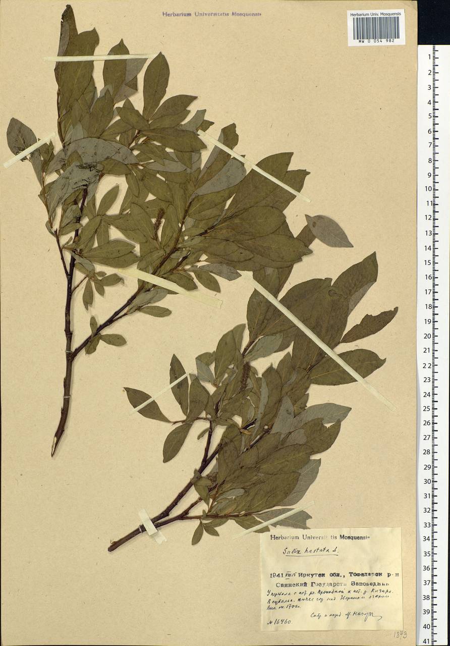 Salix hastata L., Siberia, Altai & Sayany Mountains (S2) (Russia)