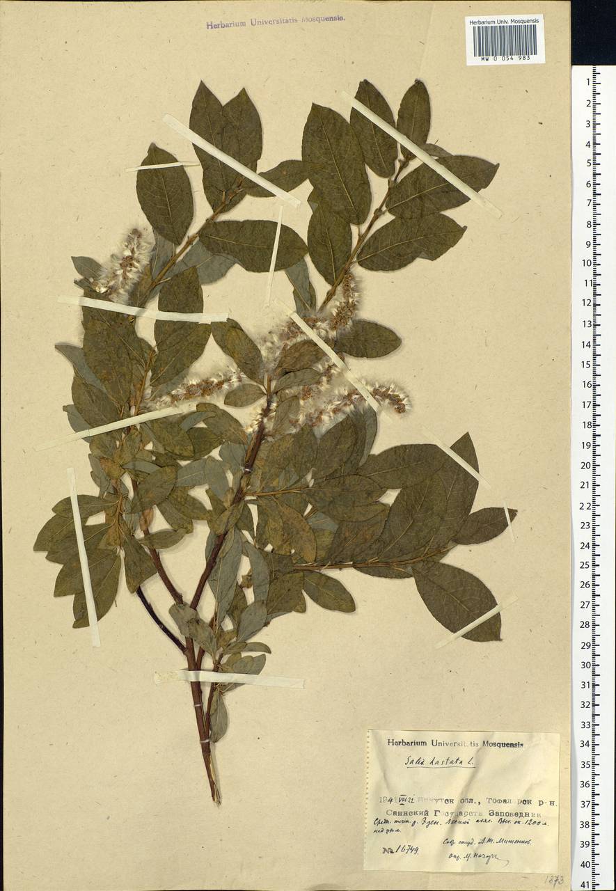 Salix hastata L., Siberia, Baikal & Transbaikal region (S4) (Russia)