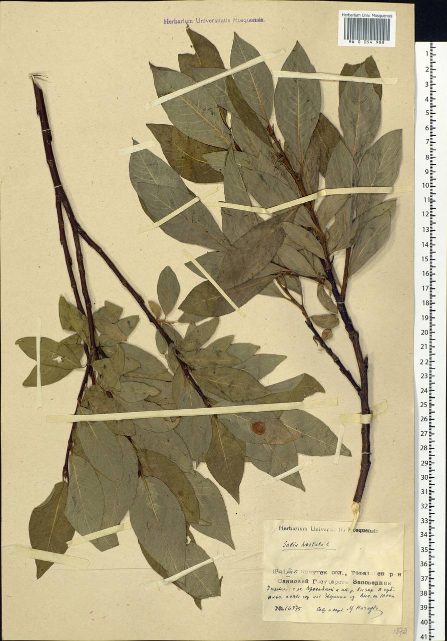 Salix hastata L., Siberia, Altai & Sayany Mountains (S2) (Russia)