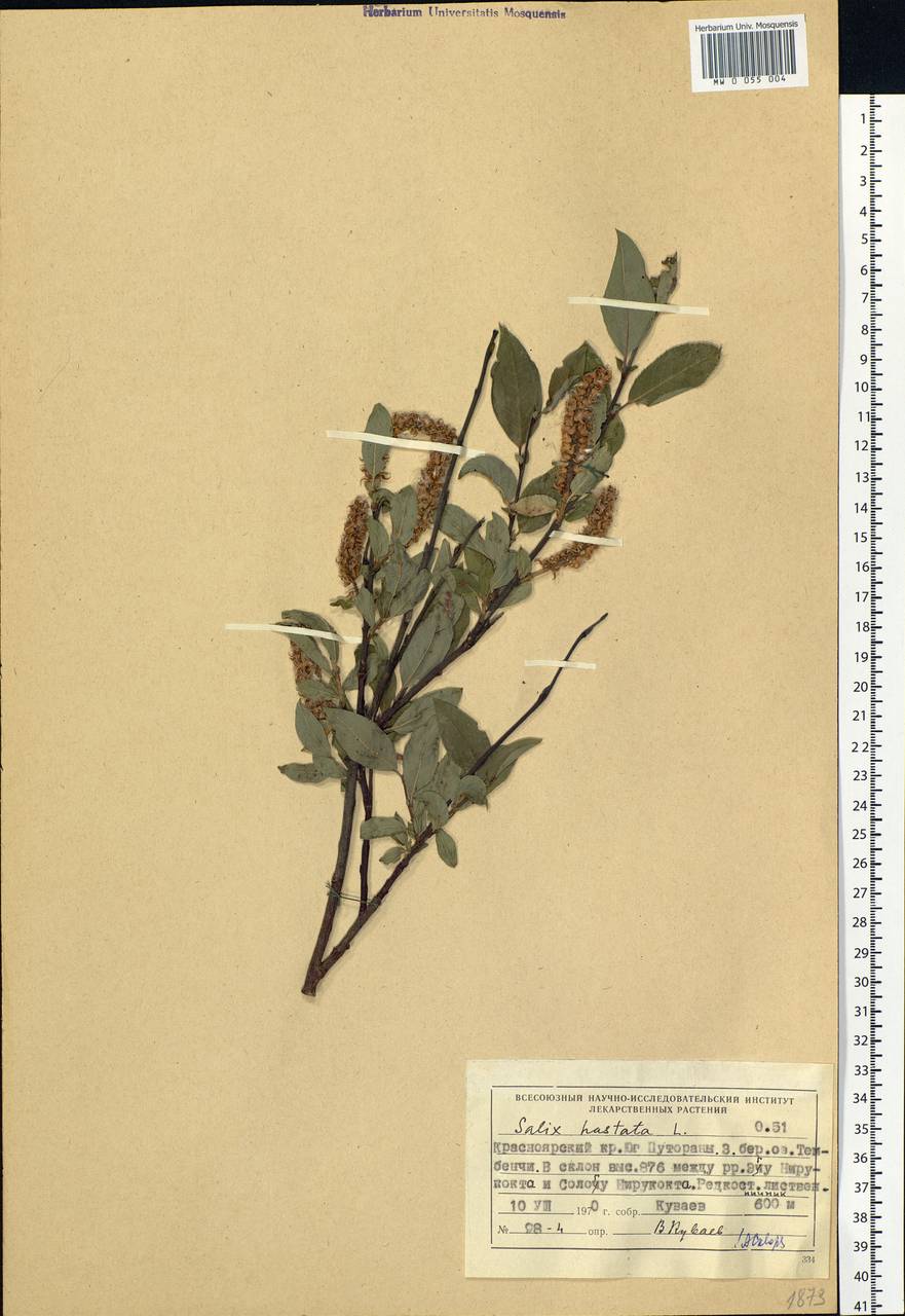 Salix hastata L., Siberia, Central Siberia (S3) (Russia)