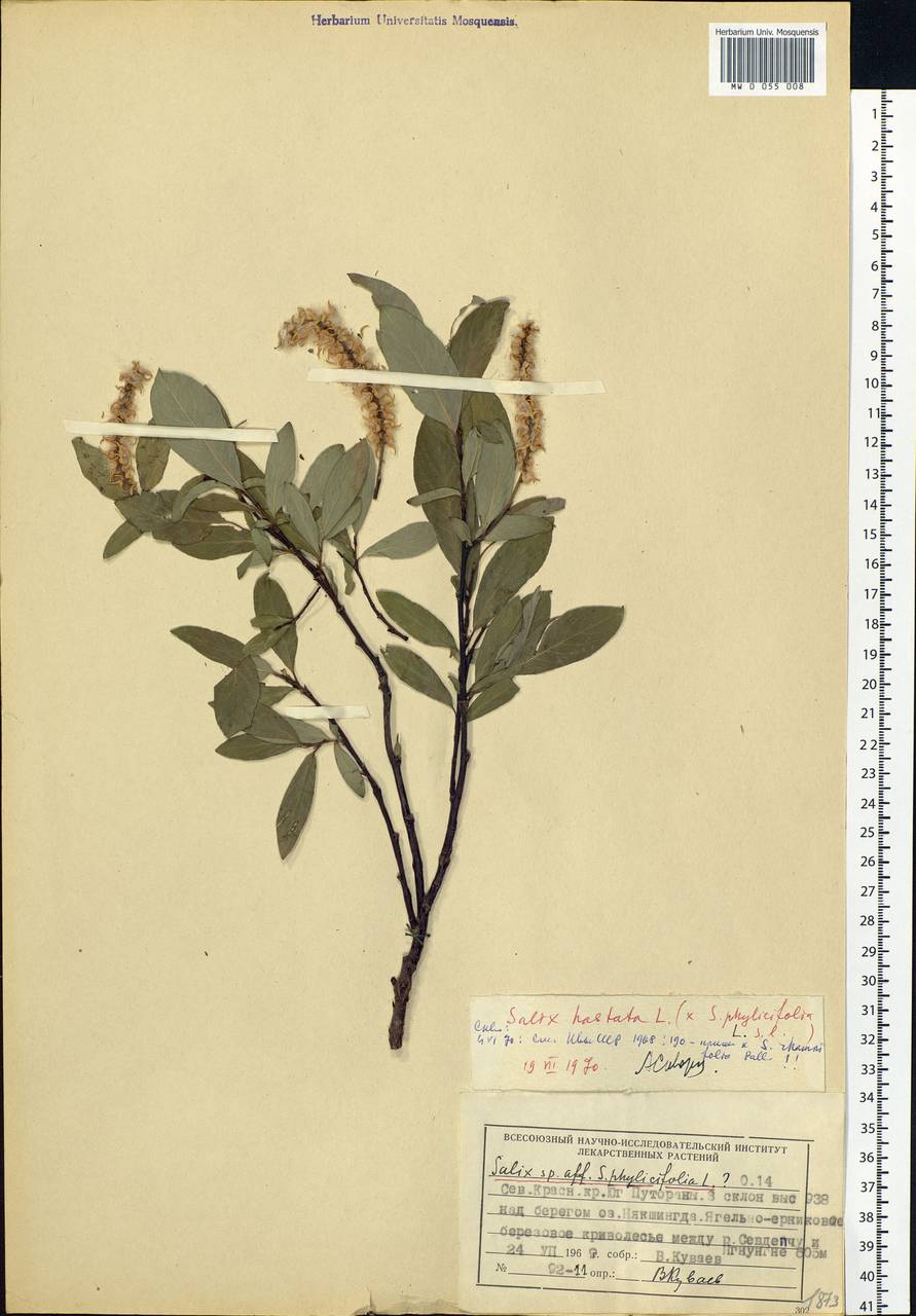 Salix hastata L., Siberia, Central Siberia (S3) (Russia)