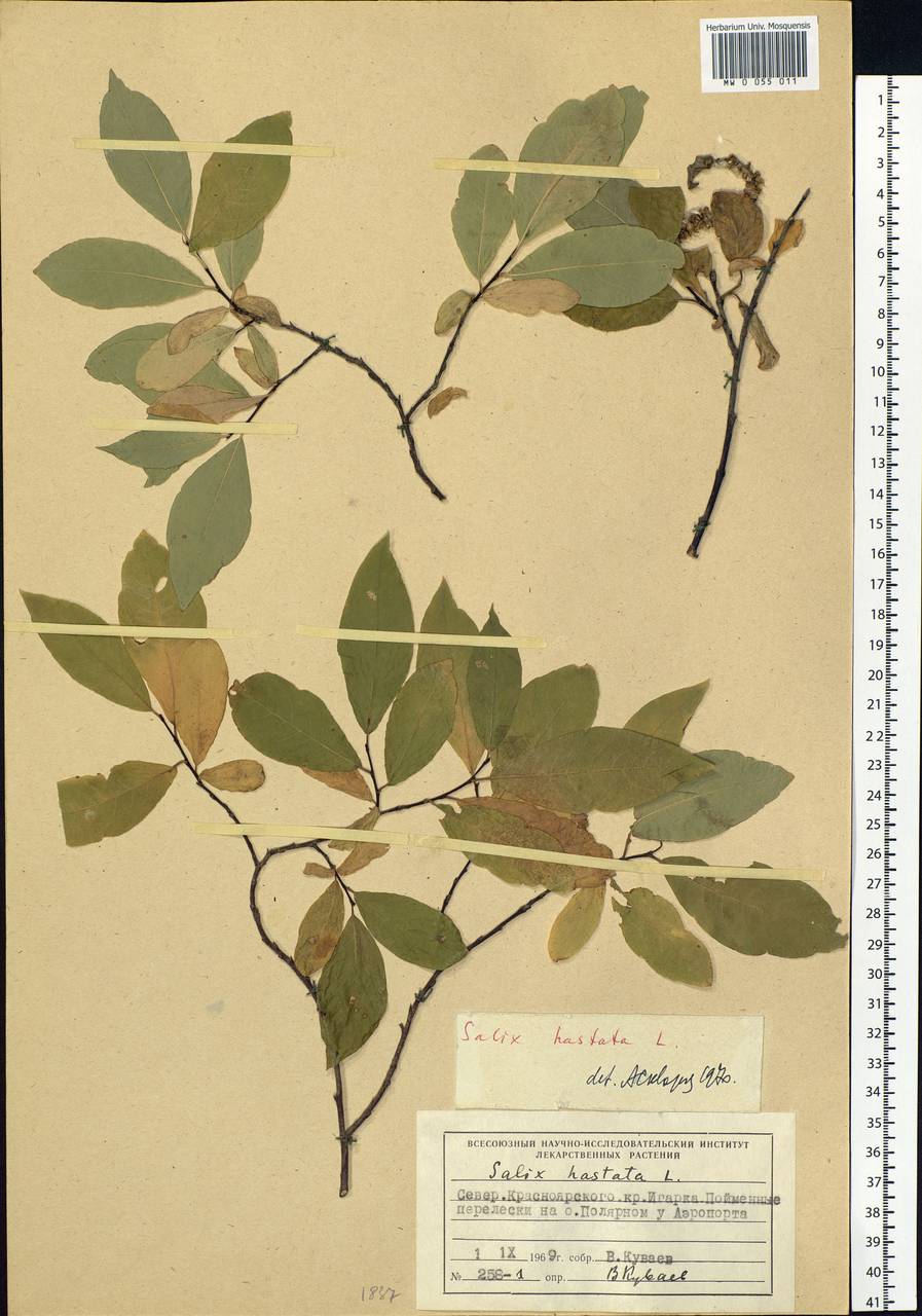 Salix hastata L., Siberia, Central Siberia (S3) (Russia)