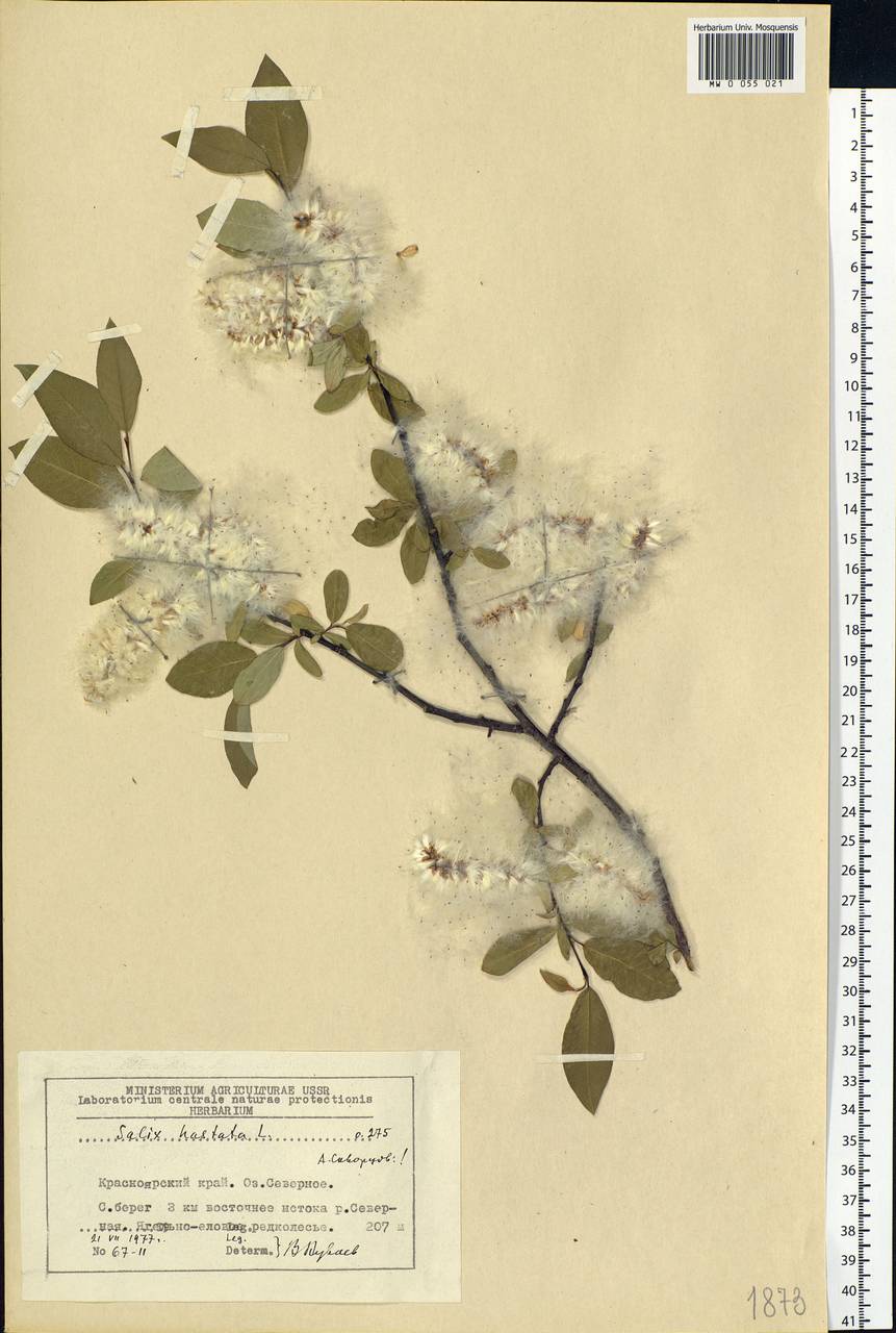 Salix hastata L., Siberia, Central Siberia (S3) (Russia)
