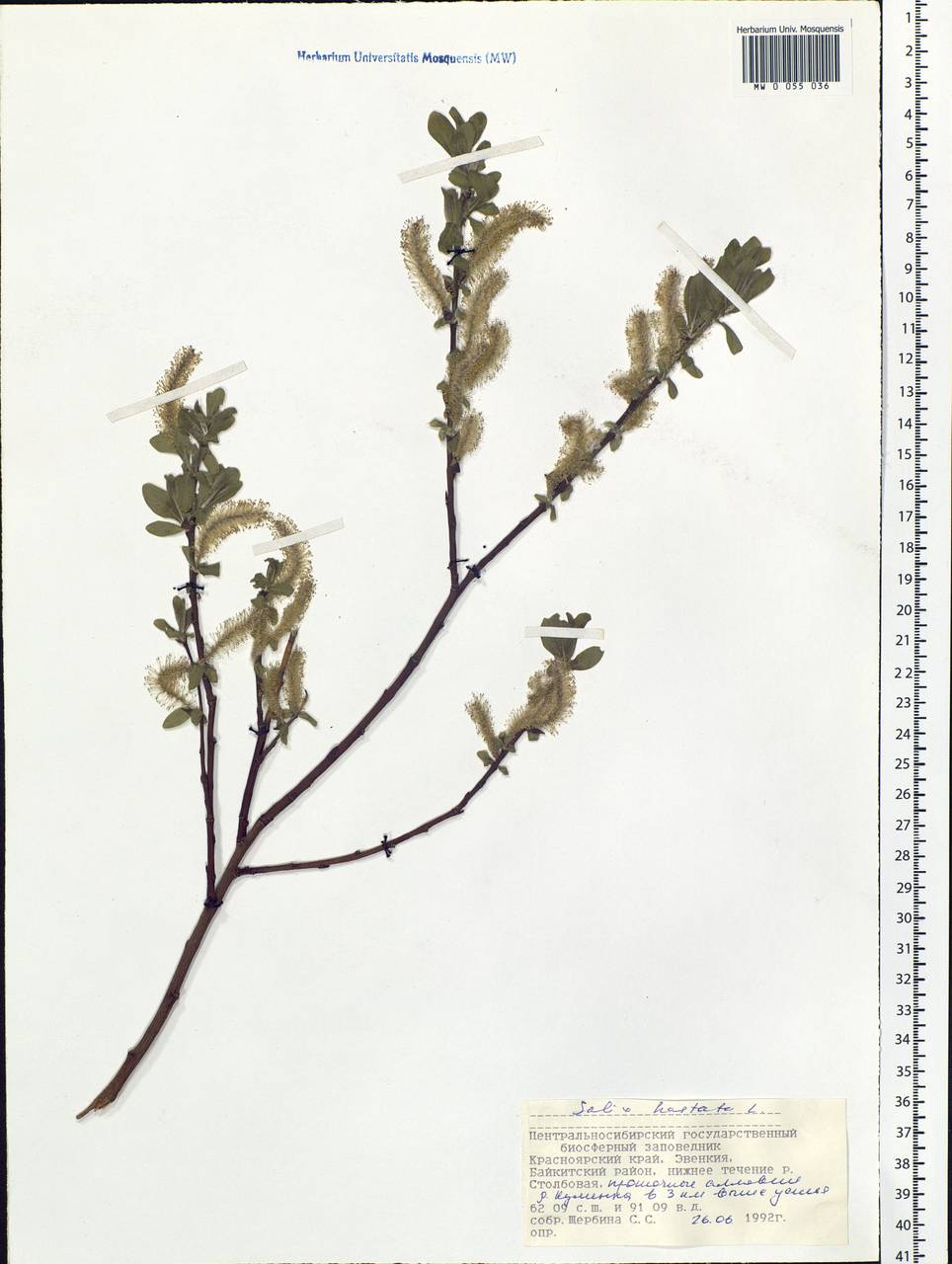 Salix hastata L., Siberia, Central Siberia (S3) (Russia)