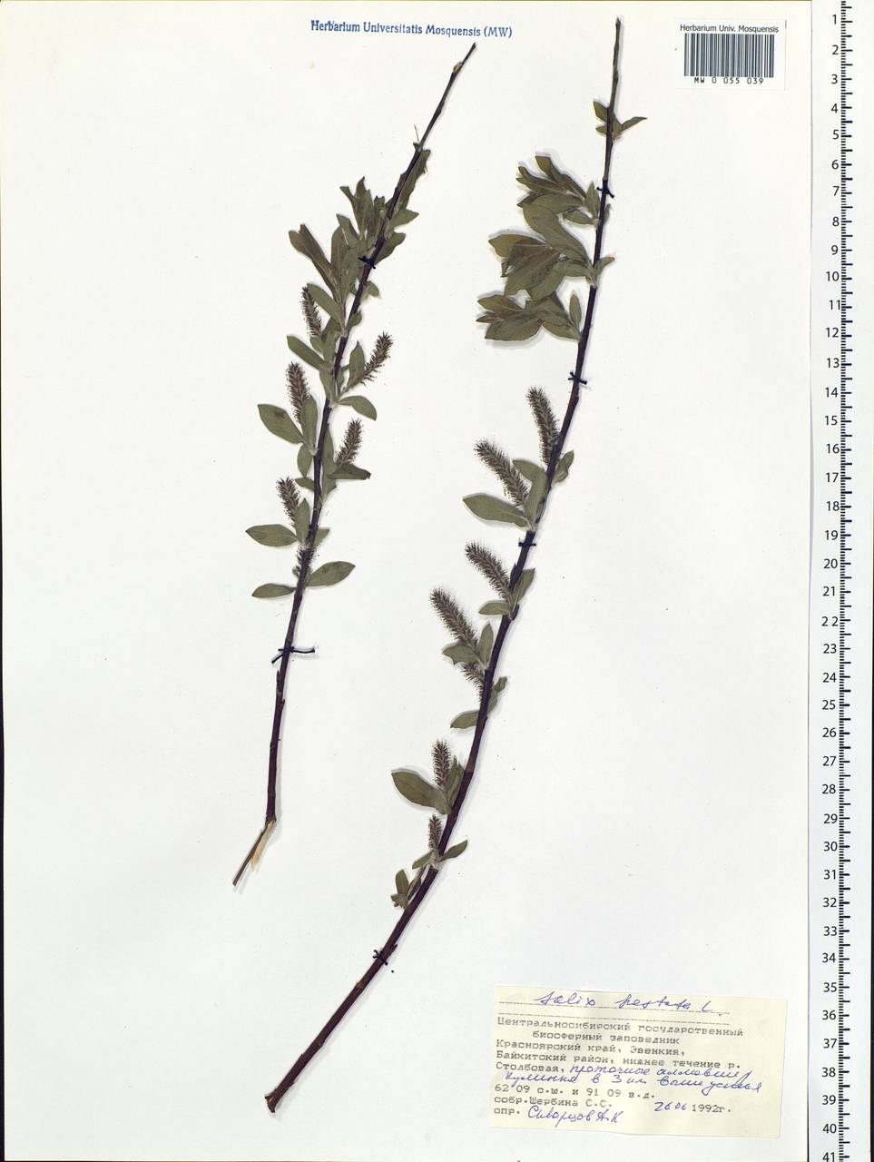 Salix hastata L., Siberia, Central Siberia (S3) (Russia)