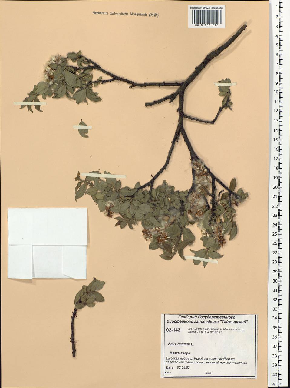 Salix hastata L., Siberia, Central Siberia (S3) (Russia)