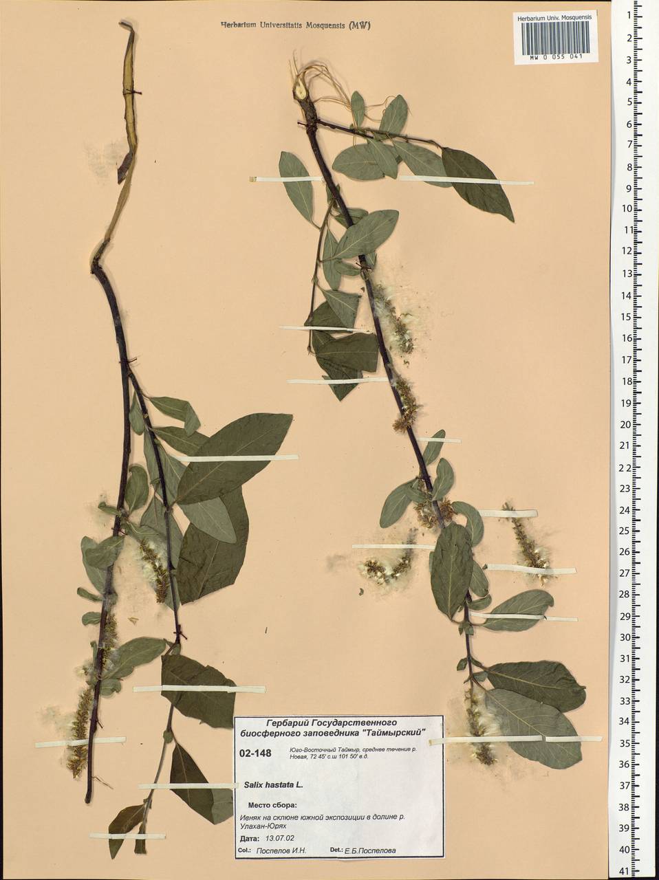 Salix hastata L., Siberia, Central Siberia (S3) (Russia)