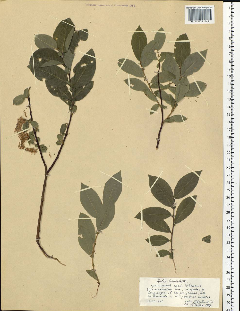 Salix hastata L., Siberia, Central Siberia (S3) (Russia)