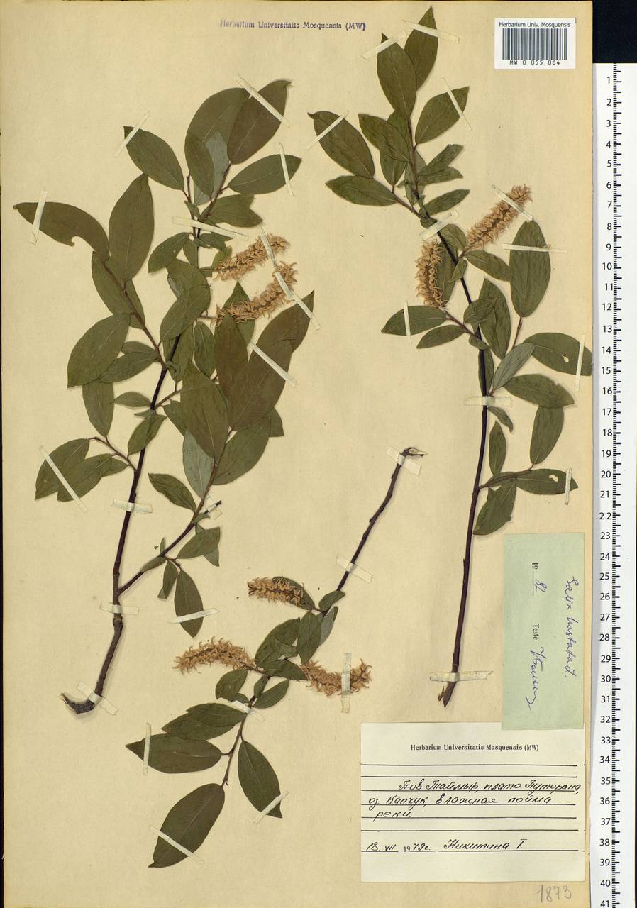 Salix hastata L., Siberia, Central Siberia (S3) (Russia)