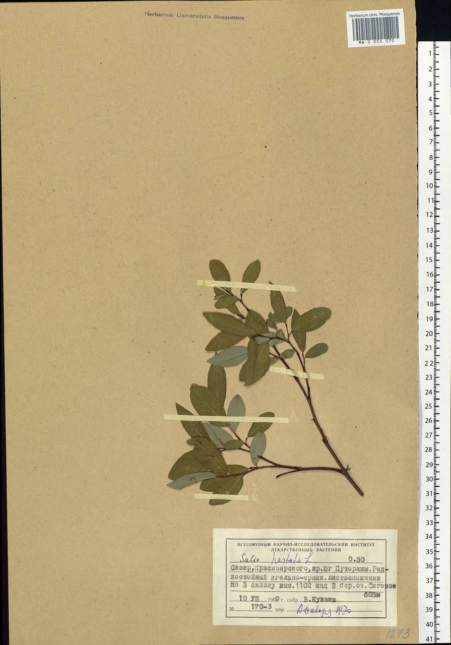 Salix hastata L., Siberia, Central Siberia (S3) (Russia)