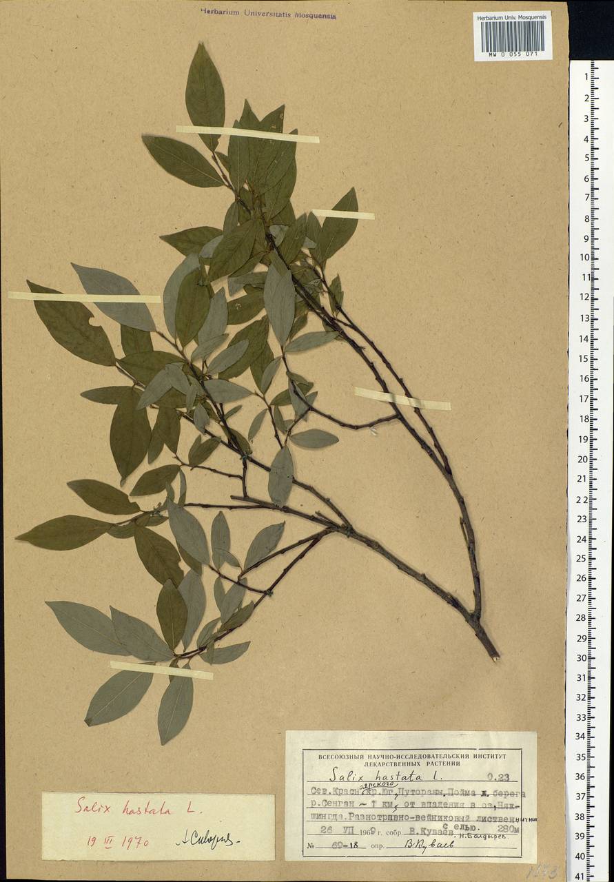 Salix hastata L., Siberia, Central Siberia (S3) (Russia)