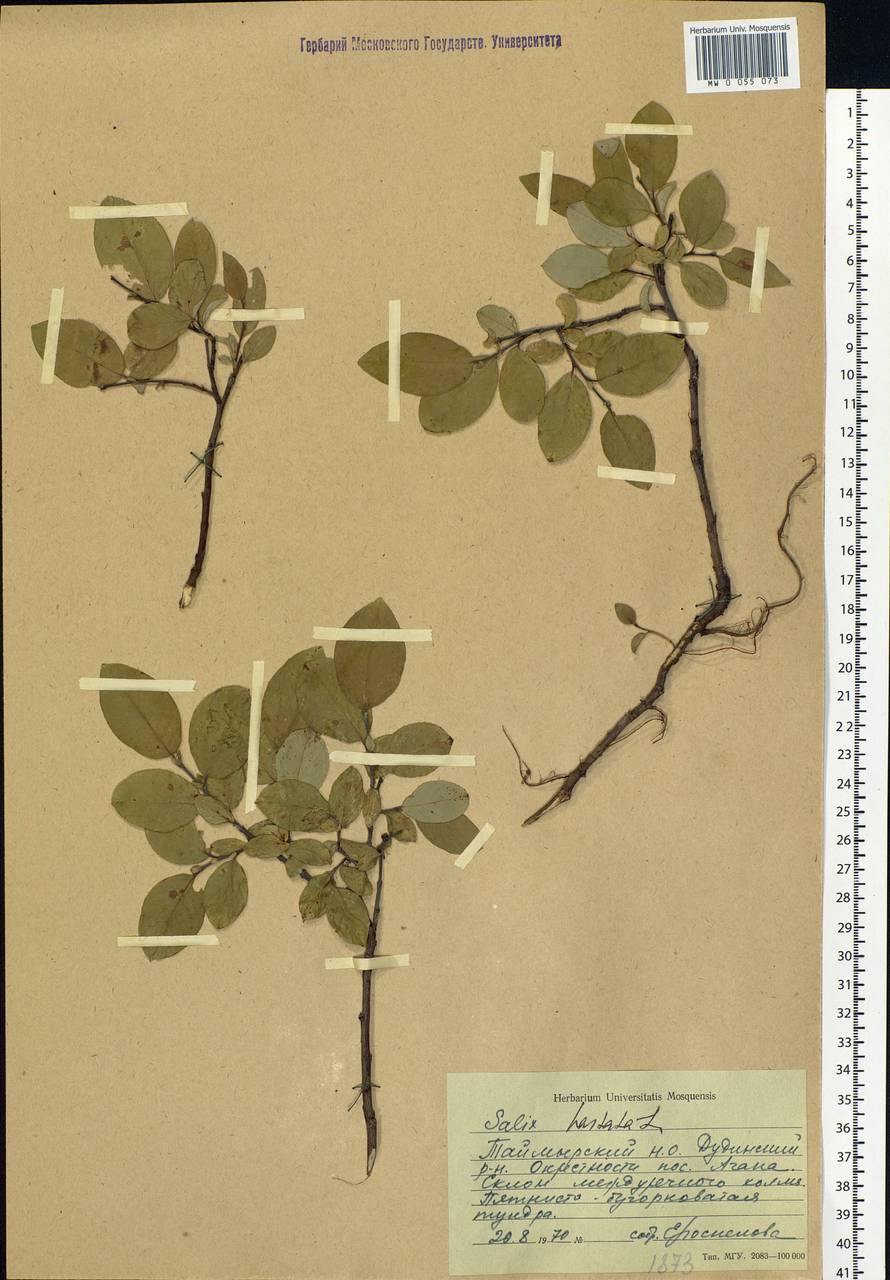 Salix hastata L., Siberia, Central Siberia (S3) (Russia)