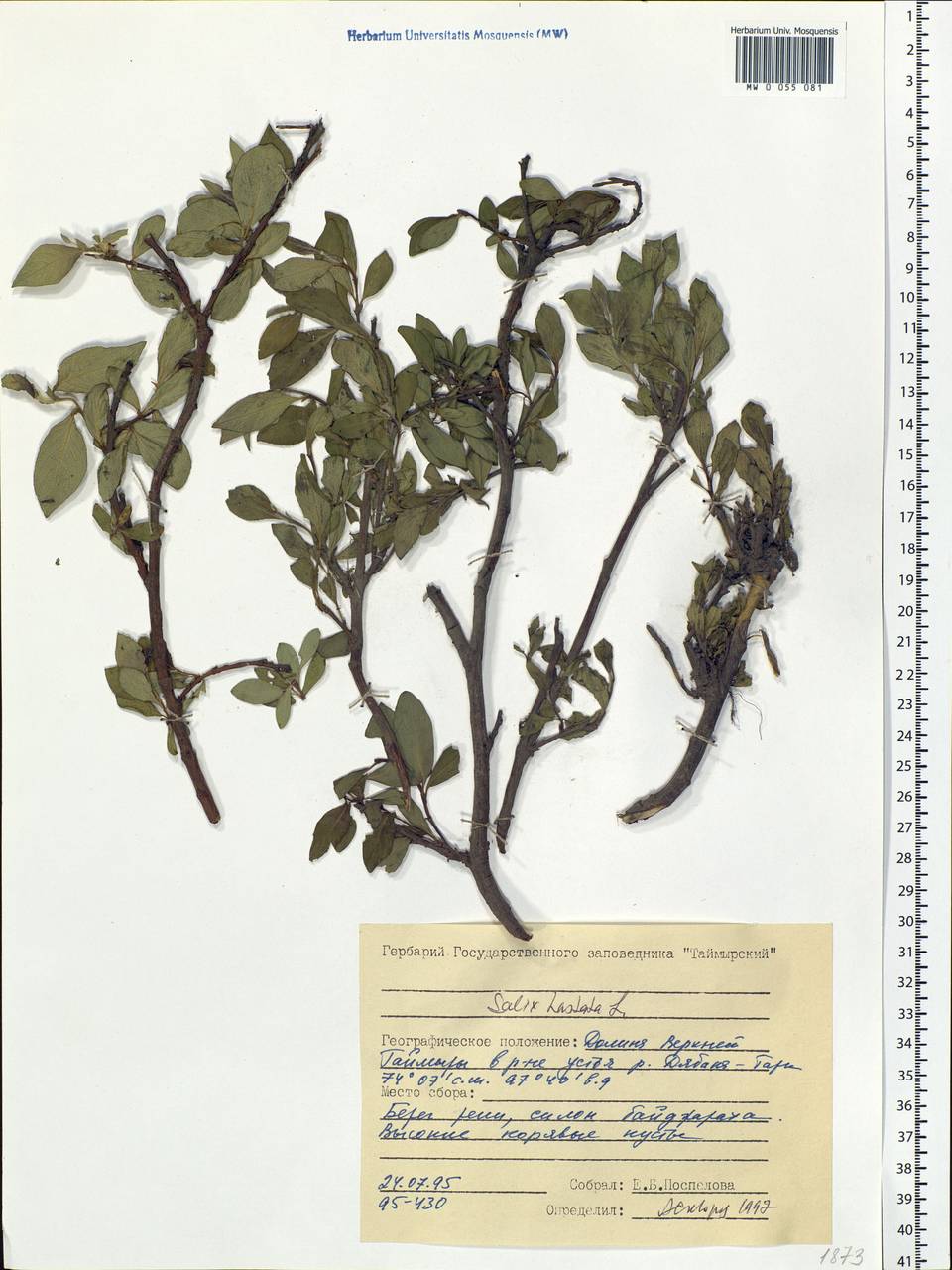Salix hastata L., Siberia, Central Siberia (S3) (Russia)