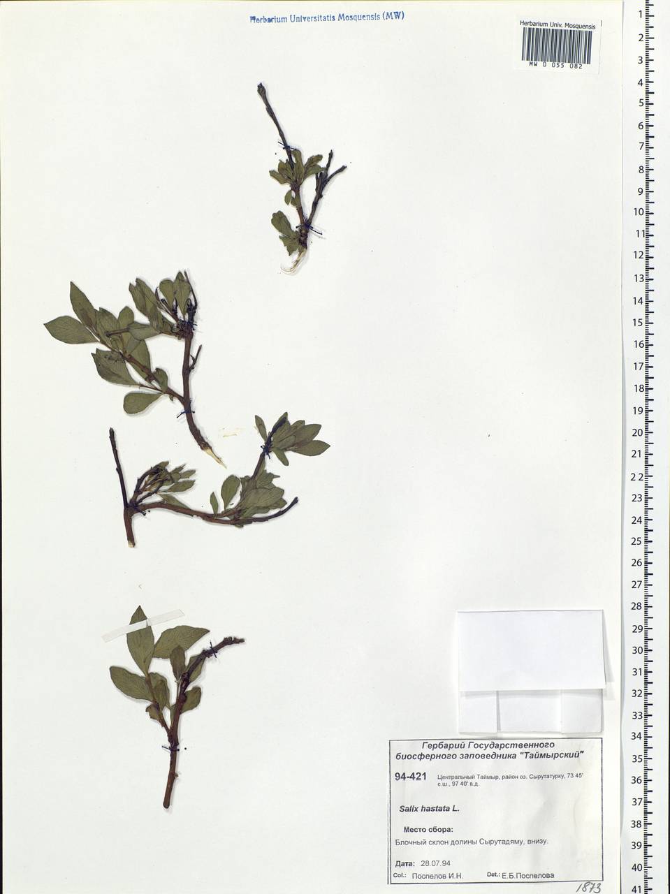 Salix hastata L., Siberia, Central Siberia (S3) (Russia)