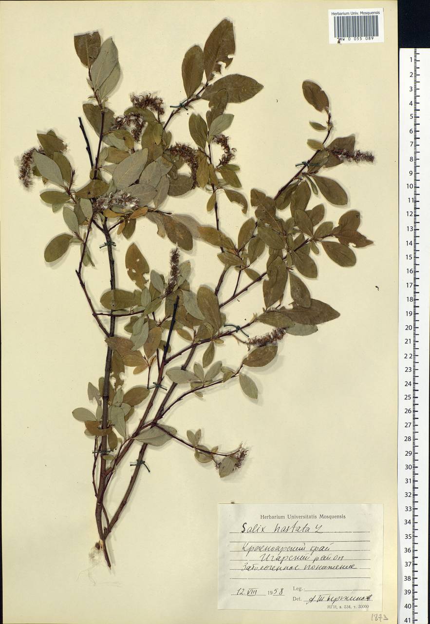 Salix hastata L., Siberia, Central Siberia (S3) (Russia)