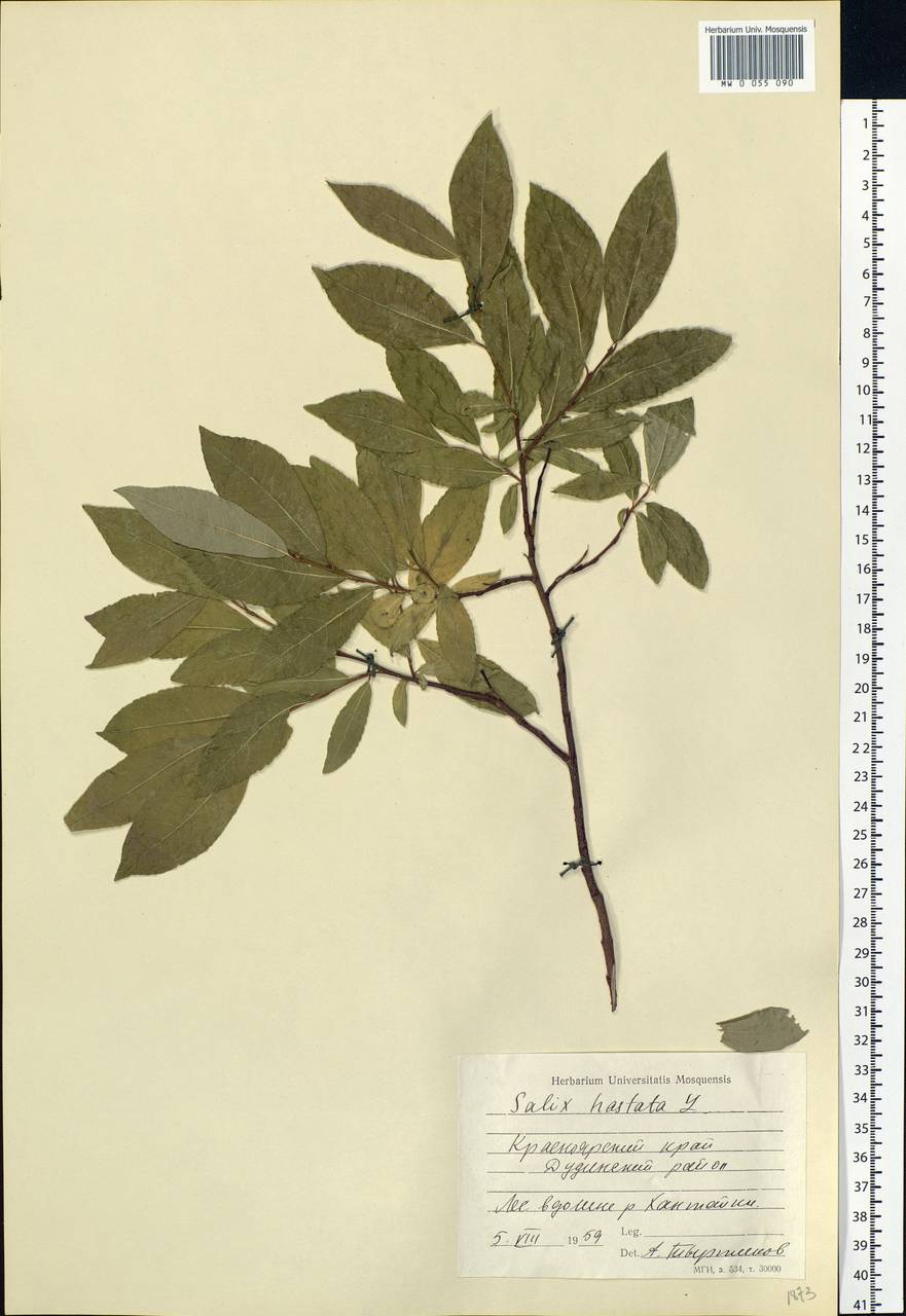 Salix hastata L., Siberia, Central Siberia (S3) (Russia)