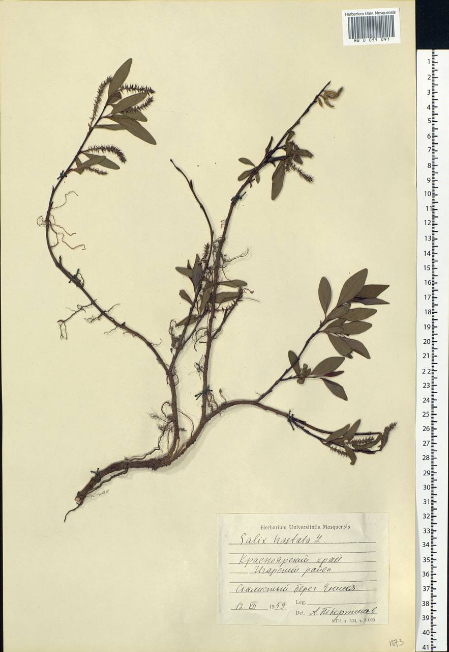 Salix hastata L., Siberia, Central Siberia (S3) (Russia)