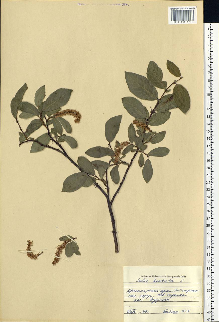 Salix hastata L., Siberia, Central Siberia (S3) (Russia)