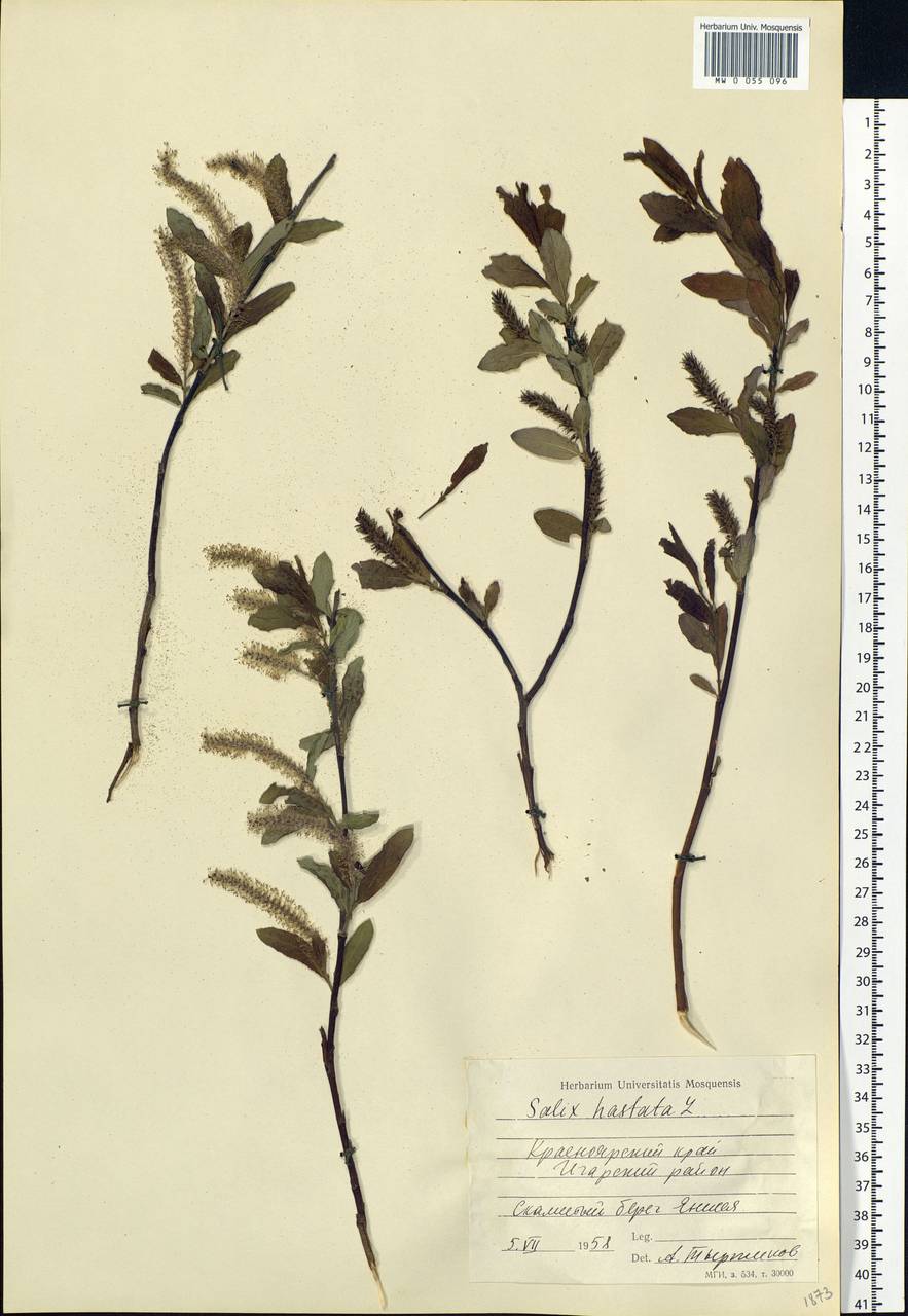 Salix hastata L., Siberia, Central Siberia (S3) (Russia)