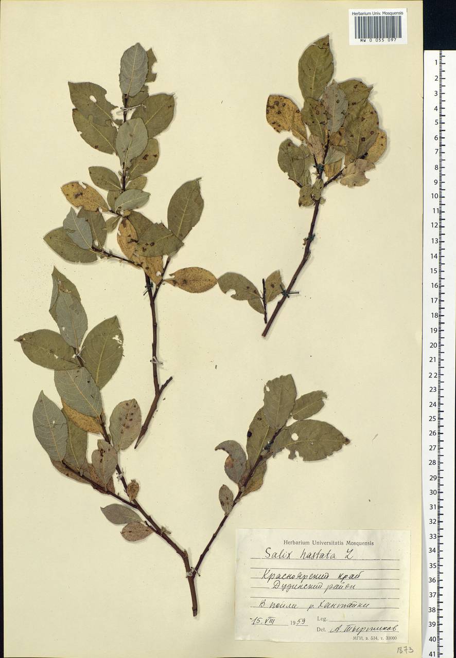 Salix hastata L., Siberia, Central Siberia (S3) (Russia)