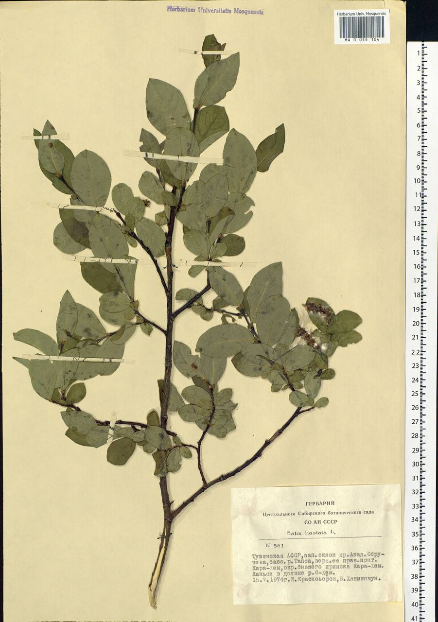Salix hastata L., Siberia, Altai & Sayany Mountains (S2) (Russia)
